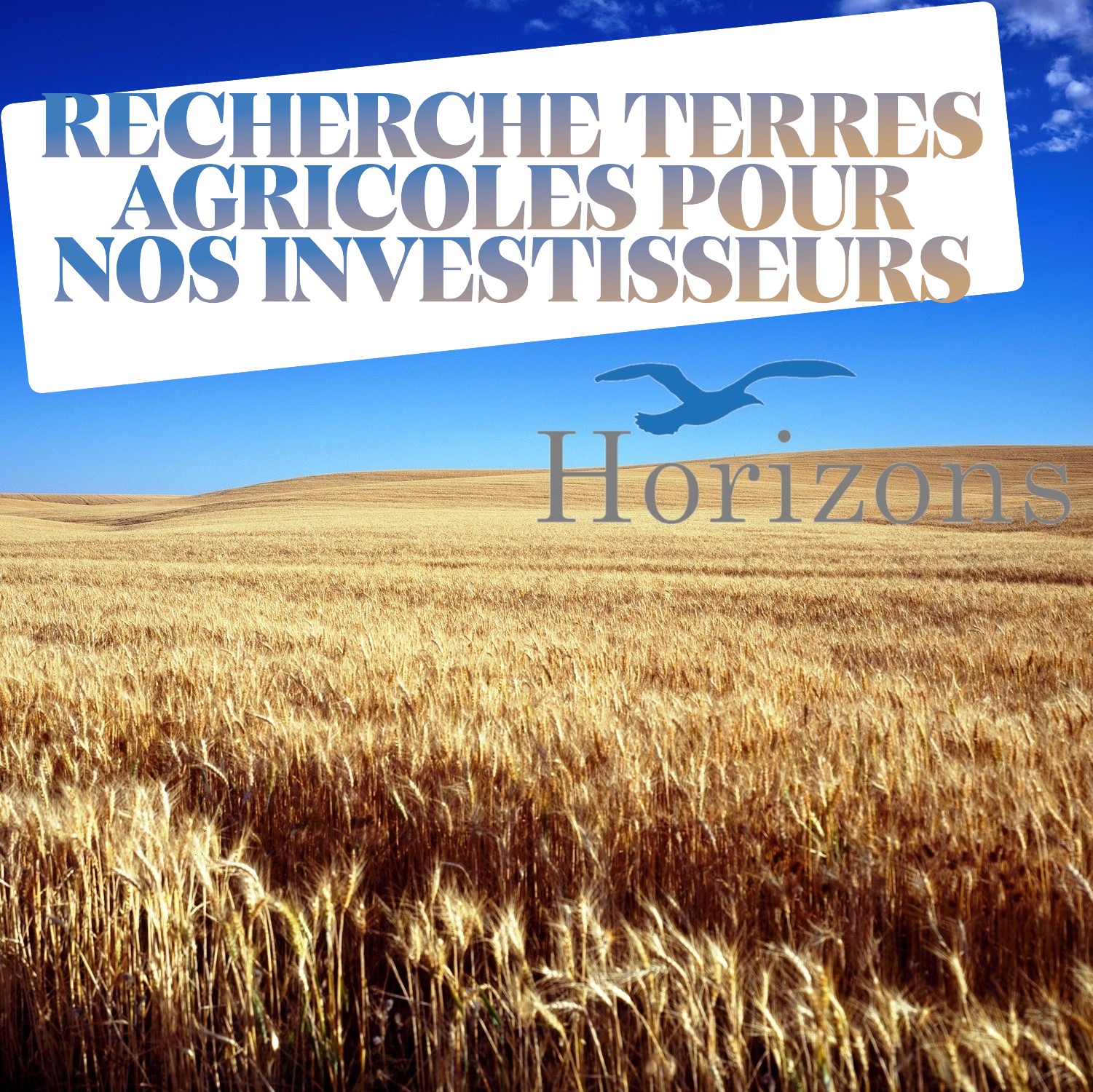 cornfield-1651379_1920 (2)