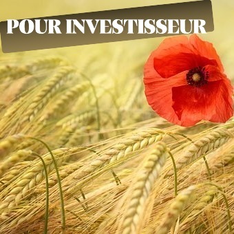 blé_coquelicot__340