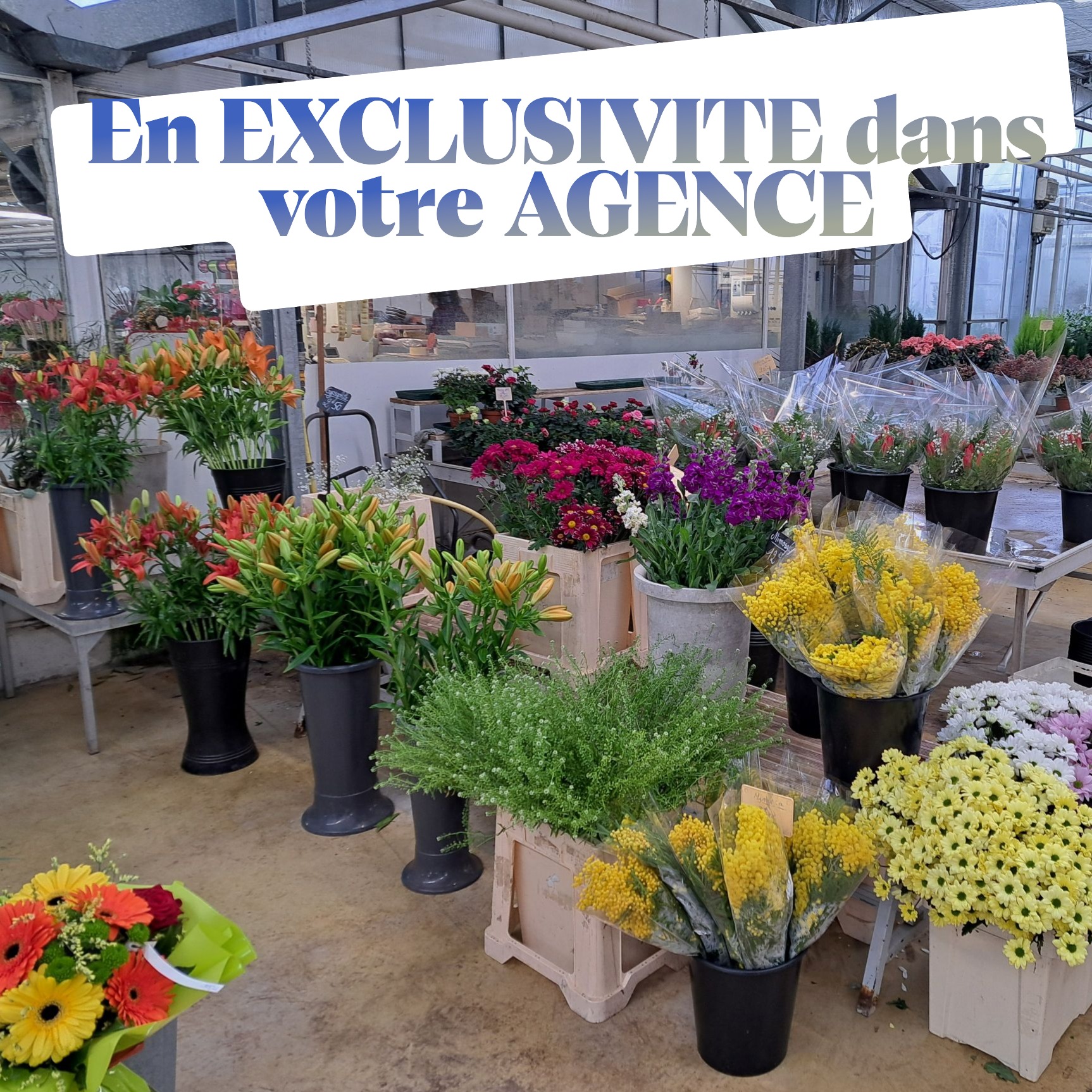 fleurs